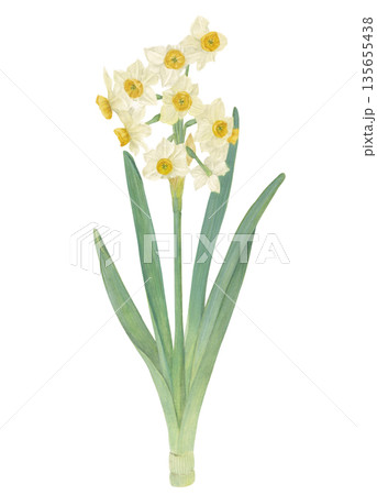 水彩で描いた水仙のラスターイラスト 水彩で描いた水仙のラスターイラスト 135655438