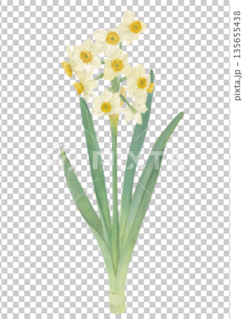 Raster illustration of a watercolor daffodil Raster illustration of a watercolor daffodil 135655438