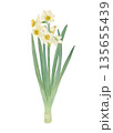 水彩で描いた水仙のイラスト 135655439