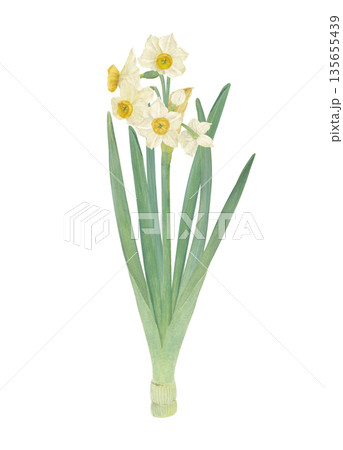 水彩で描いた水仙のイラスト 135655439