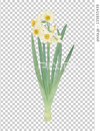 水彩で描いた水仙のイラスト 135655439