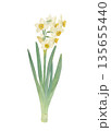 水彩で描いた水仙のイラスト 135655440