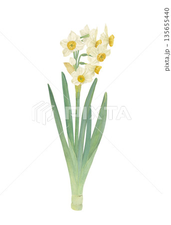 水彩で描いた水仙のイラスト 135655440