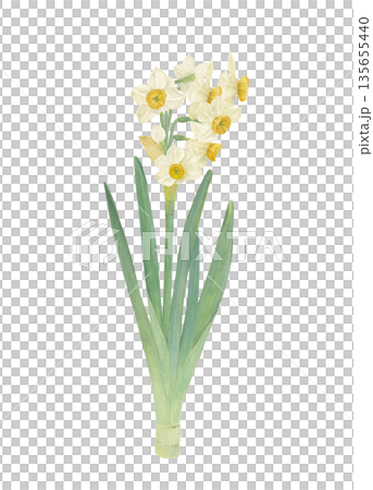 水仙花的水彩插圖 135655440