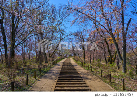 桜のつぼみがほころぶ馬場道広場(弘法山公園)から権現山展望台への緩やかな階段 135655457