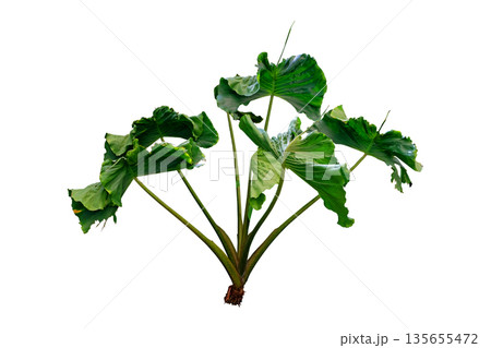 Alocasia Stingray (Elephant Ear 'Stingray') plant 135655472