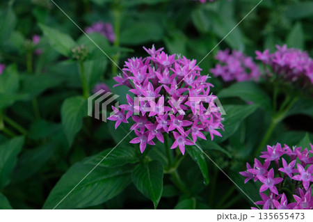 Pentas lanceolata 135655473