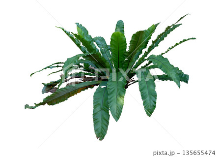 Asplenium nidus variegated or Bird nest fern 135655474