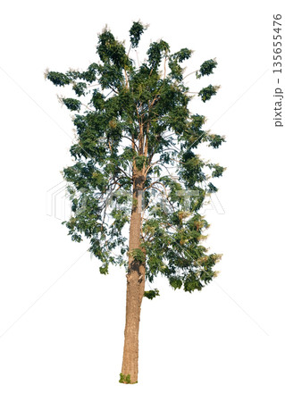 Millingtonia Hortensis (Tree Jasmine, Indian Cork Tree) is a popular tree Millingtonia Hortensis (Tree Jasmine, Indian Cork Tree) is a popular tree 135655476