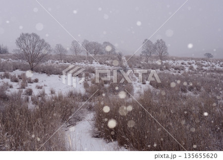 雪の日の霧ヶ峰高原 雪の日の霧ヶ峰高原 135655620