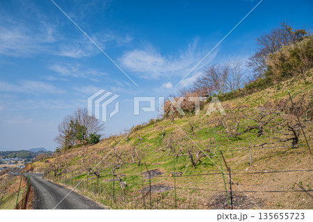 冬の明日香村風景 山腹の果樹園 奈良県 冬の明日香村風景 山腹の果樹園 奈良県 135655723