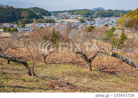 冬の明日香村風景 山腹の果樹園 奈良県 冬の明日香村風景 山腹の果樹園 奈良県 135655726