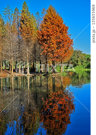 Bald Cypress tree    135655969