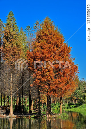 Bald Cypress tree    135655970