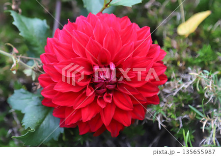 ダリヤの花 ダリヤの花 135655987