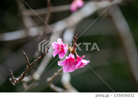日本の沖縄のとても美しい寒緋桜 135656032