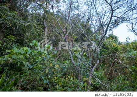 日本の沖縄のとても美しい寒緋桜 135656035