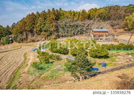 冬の果樹園 奈良県明日香村 冬の果樹園 奈良県明日香村 135656276