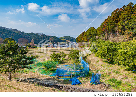 冬の果樹園 奈良県明日香村 冬の果樹園 奈良県明日香村 135656282