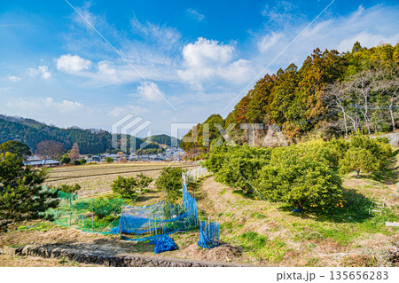 冬の果樹園　奈良県明日香村 135656283