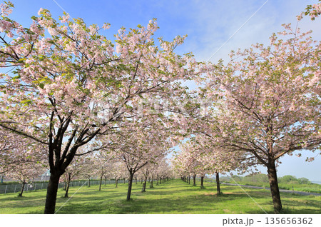 桜並木と青空 桜並木と青空 135656362