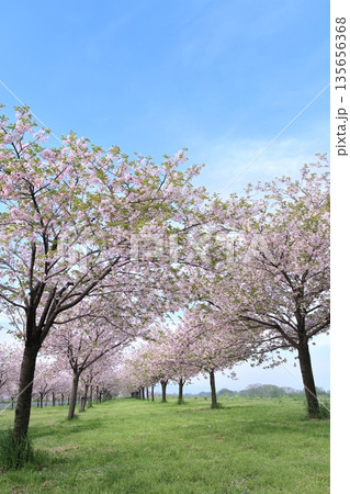 桜並木と青空 135656368