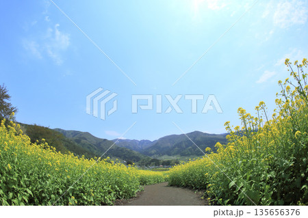 菜の花公園 菜の花公園 135656376