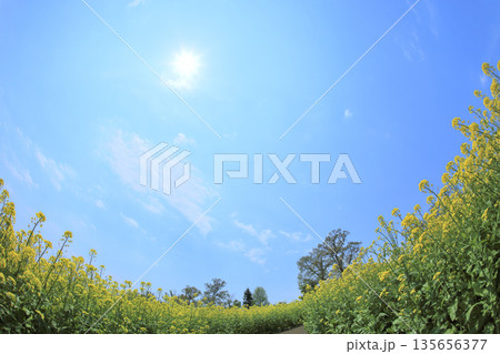 菜の花公園 135656377