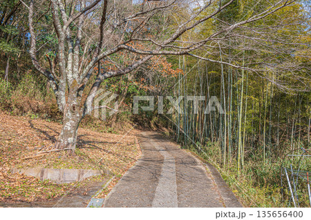 山の奥へと続く道　奈良県明日香村 135656400
