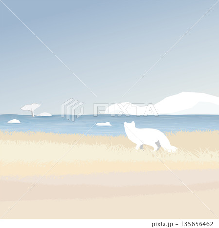Arctic Fox in tundra seeing beluga whale in the ocean with coastal and iceberg behind vector illustration. Snow landscape concept have blank space. Arctic Fox in tundra seeing beluga whale in the ocean with coastal and iceberg behind vector illustration. Snow landscape concept have blank space. 135656462