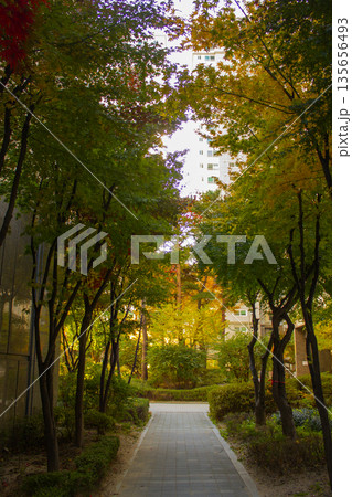 It's an autumn park with a walking path. It's an autumn park with a walking path. 135656493