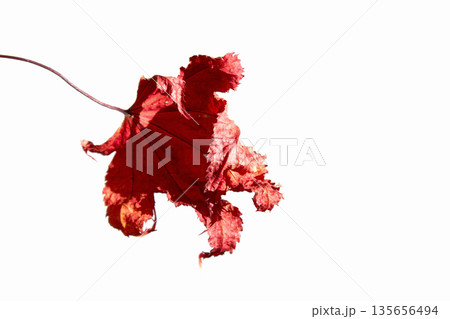 It is a red maple leaf placed on a white background. It is a red maple leaf placed on a white background. 135656494