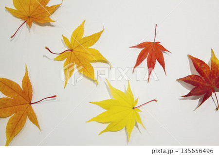 These are colorful maple leaves. 135656496