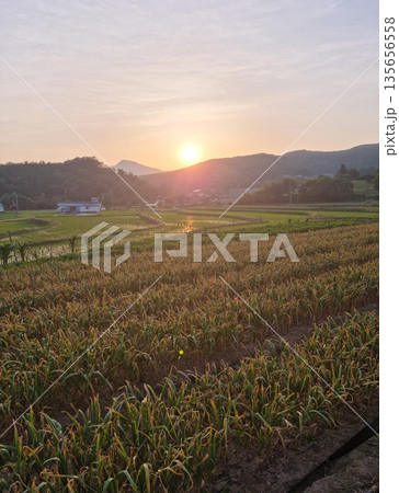 Rural scenery in spring with sunset Rural scenery in spring with sunset 135656558