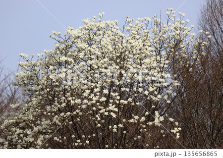 コブシの花 135656865