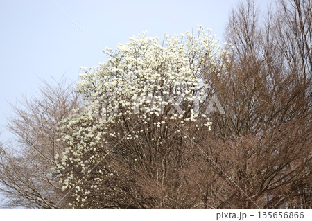 コブシの木 コブシの木 135656866
