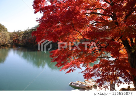 五色沼湖沼群 毘沙門沼の紅葉 五色沼湖沼群 毘沙門沼の紅葉 135656877