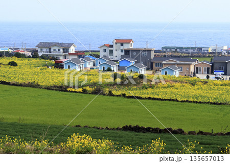 Udo Island in Jeju Island, where rapreseed flowers are in bloom. Udo Island in Jeju Island, where rapreseed flowers are in bloom. 135657013