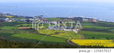 Udo Island in Jeju Island, where rapreseed flowers are in bloom. 135657017