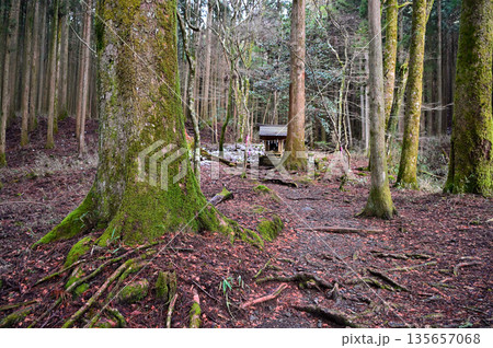 愛鷹山塊の越前岳 須山愛鷹登山口の山神社と杉の大木 愛鷹山塊の越前岳 須山愛鷹登山口の山神社と杉の大木 135657068