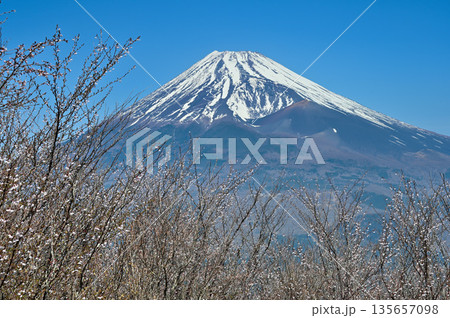 愛鷹山塊の越前岳　富士見台に咲くマメザクラに富士山 135657098
