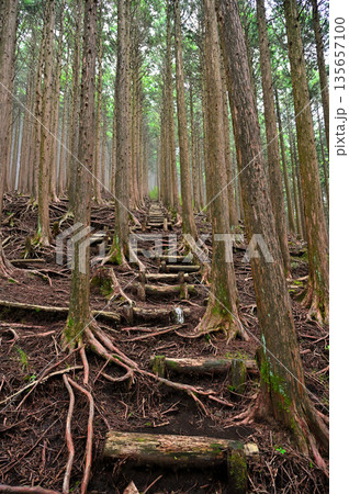 愛鷹山塊の越前岳　西尾根のヒノキ林を登る登山道 135657100