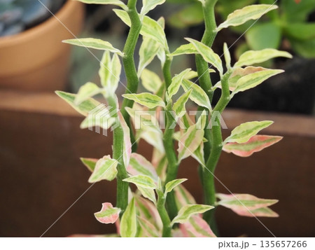 多肉植物 ペディランサス 多肉植物 ペディランサス 135657266