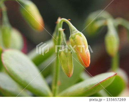 多肉植物　コチレドン・ゴルビュー　つぼみ	 135657269