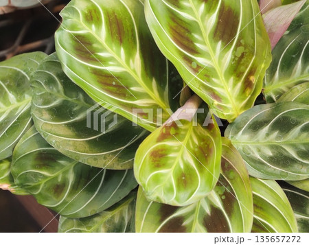 観葉植物　マランタ・レウコネウラ	 135657272