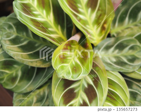 観葉植物 マランタ・レウコネウラ 観葉植物 マランタ・レウコネウラ 135657273