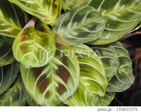 観葉植物 マランタ・レウコネウラ 観葉植物 マランタ・レウコネウラ 135657275