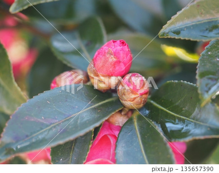 日本の花 山茶花 つぼみ 日本の花 山茶花 つぼみ 135657390