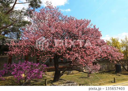 Red plum blossoms blooming at Changdeokgung place in Seoul. Red plum blossoms blooming at Changdeokgung place in Seoul. 135657403