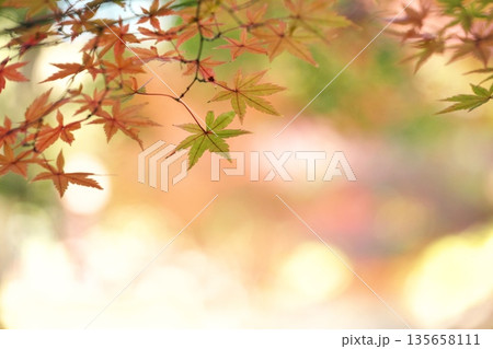 晩秋の秋風景 晩秋の秋風景 135658111